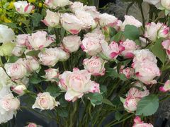 -Flower in(密渡桥店)