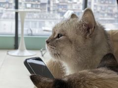 -怪兽屋·羊驼·猫咖·狗咖(俊华广场店)