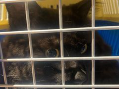 -PETKIT 小佩宠物·低压洗护·美容·寄养(安远店)