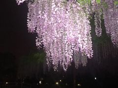 -嘉定紫藤园