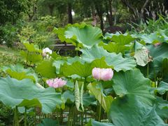 -陈家山荷花公园