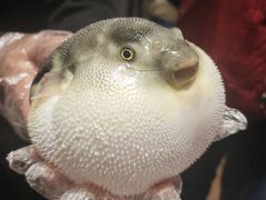 -肆月河豚·新淮扬(金融街店)
