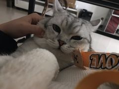 -特一安24小时宠物医院·骨科·中兽医