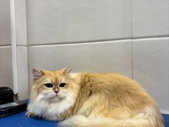 -芭比堂宠物医院·全科爱猫医院·仁德分院
