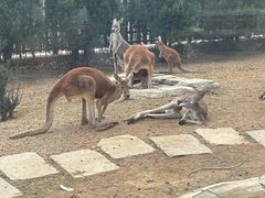 -大连森林动物园