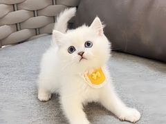 -lincat·猫舍(广州店)