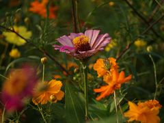-上海山野camping·户外天幕烧烤·团建拓展营地