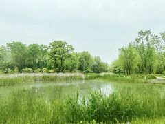 -翠湖国家城市湿地公园