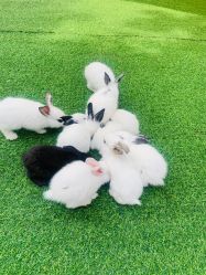 -萌宠亲子动物乐园(槐房万达店)