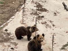 -青藏高原野生动物园