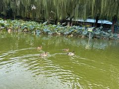-团结湖公园