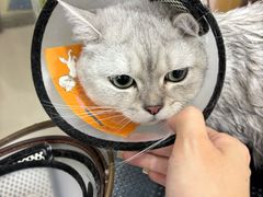 -车接车送·寄养洗护·德文猫舍(大宁店)