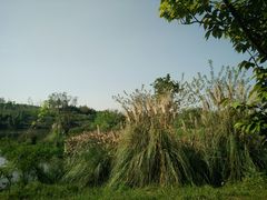 -白鹭湾湿地公园