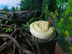 -灵玲国际马戏城
