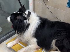 -艾贝尔宠物医院·狂犬免疫点(江山金象城店)