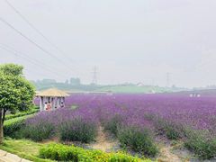 -紫颐香薰山谷景区