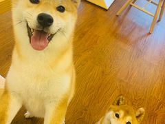 -豆柴町-柴犬主题狗咖(红鼎国际C座店)