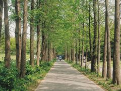 -上海滨江森林公园