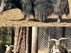 -青藏高原野生动物园