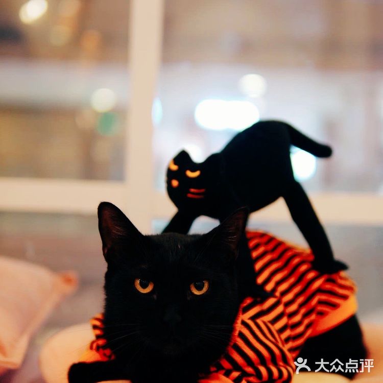 帕贝斯特猫花园|埃及艳后的万圣夜🎃🎃