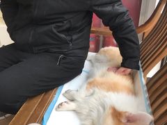 -灵美宠物诊所
