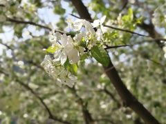 -丽晶酒店-金宝99 Restaurant