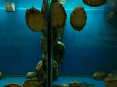 -老虎滩船说·海胆水饺·大连海鲜(老虎滩店)