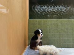 -帕帕拉兹宠物(亚洲旗舰店)