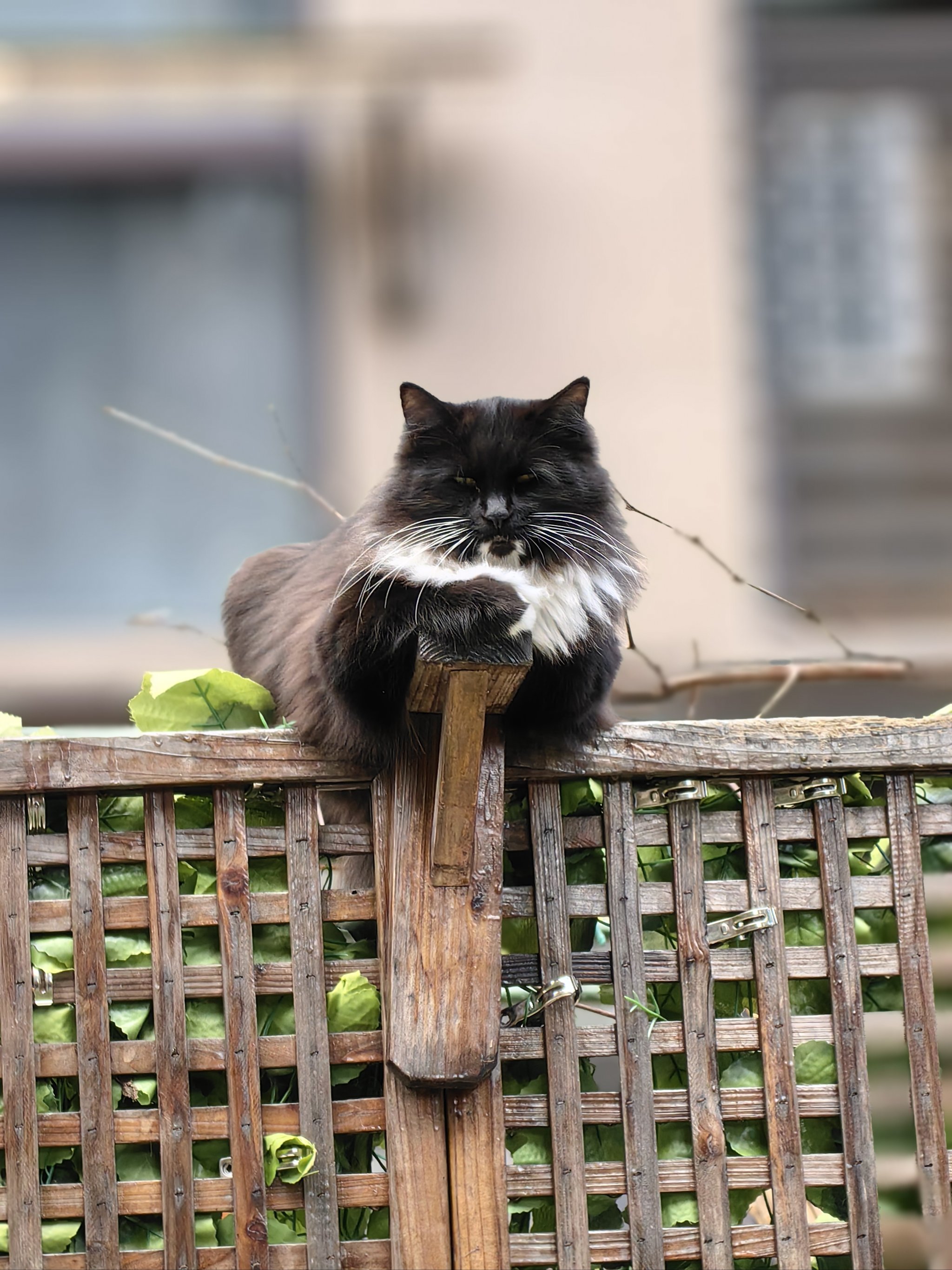 霸气的猫咪图片