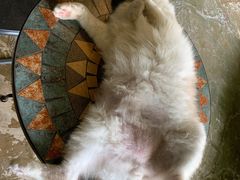 -猫猫幼稚园·撸猫·桌游·电玩