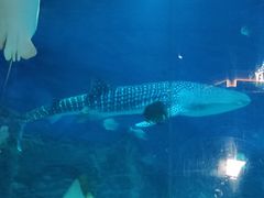 -烟台海昌鲸鲨海洋公园