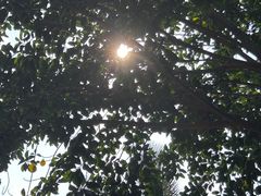 -西双版纳原始森林公园