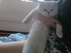-lincat·猫舍(广州店)