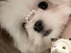 -萌宠之家·腊肠犬·马尔泰·小体犬舍