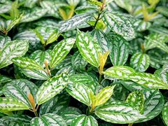 -铁山坪森林公园