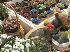 -循礼门鲜花花市(武汉循礼门店)