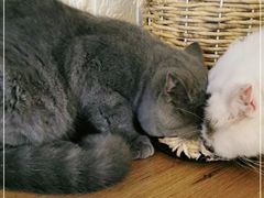 -平行世界·猫咖(首经贸店)