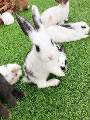 -萌宠亲子动物乐园(槐房万达店)