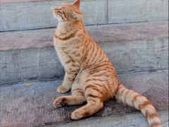 -超级奶爸(同安路店)