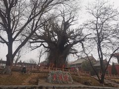 -大槐树寻根祭祖园