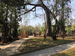 -瑞丽独树成林风景区