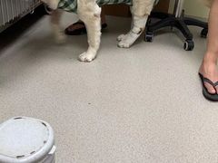 -纳吉亚猫专科动物诊疗中心(蒋宅口分院)