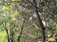 -尚庄度假村·庭台树下·户外烧烤·团建CS·轰趴营地(上庄水库店)