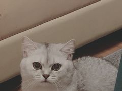 -糯米喵星人总部直营旗舰店·猫舍·幼猫出售