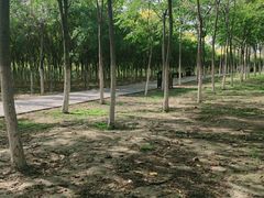 -西青郊野公园