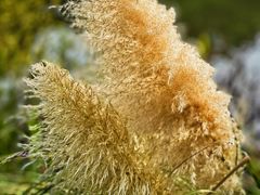 -广州国际生物岛