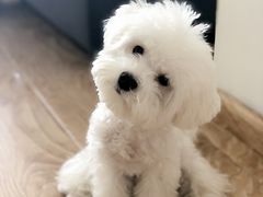 -FAELING PETS美天灵宠物(富力广场店)