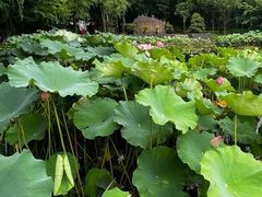 -陈家山荷花公园