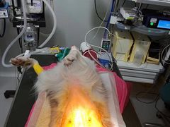 -谐和益家动物医院·免疫绝育·血液透析·宠保定点医院(高新伊藤分院)