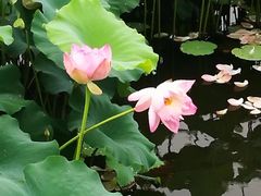 -荷塘月色湿地公园·向阳花洲
